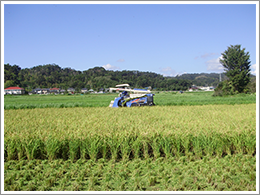 稲刈りもほぼ終わり新米を美味しく頂いています