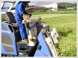 秋の稲刈りシーズンになりました