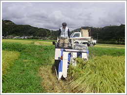 秋の稲刈りシーズンになりました