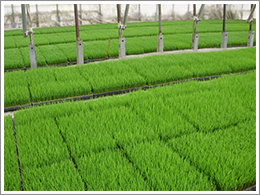 田植の準備が着々と進んできました