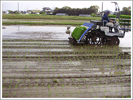 田植えの時期になりました