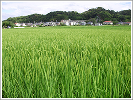 稲刈り作業スタンバイ完了