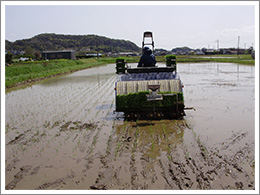 田植えの様子