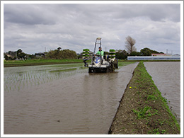 田植えの様子