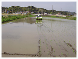 田植の様子遠景
